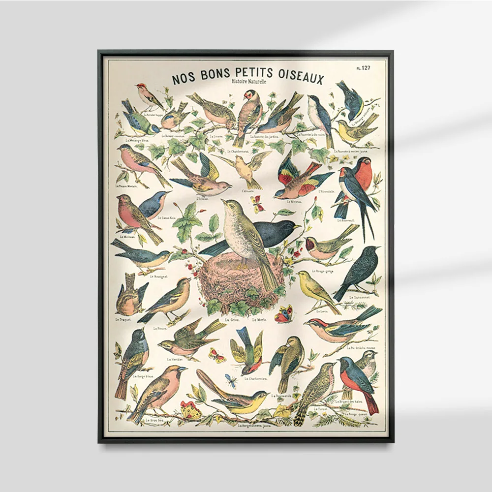 

Vintage Cavallini Bird World Poster Natural History Print Art Canvas Painting Living Room Wall Picture Decor
