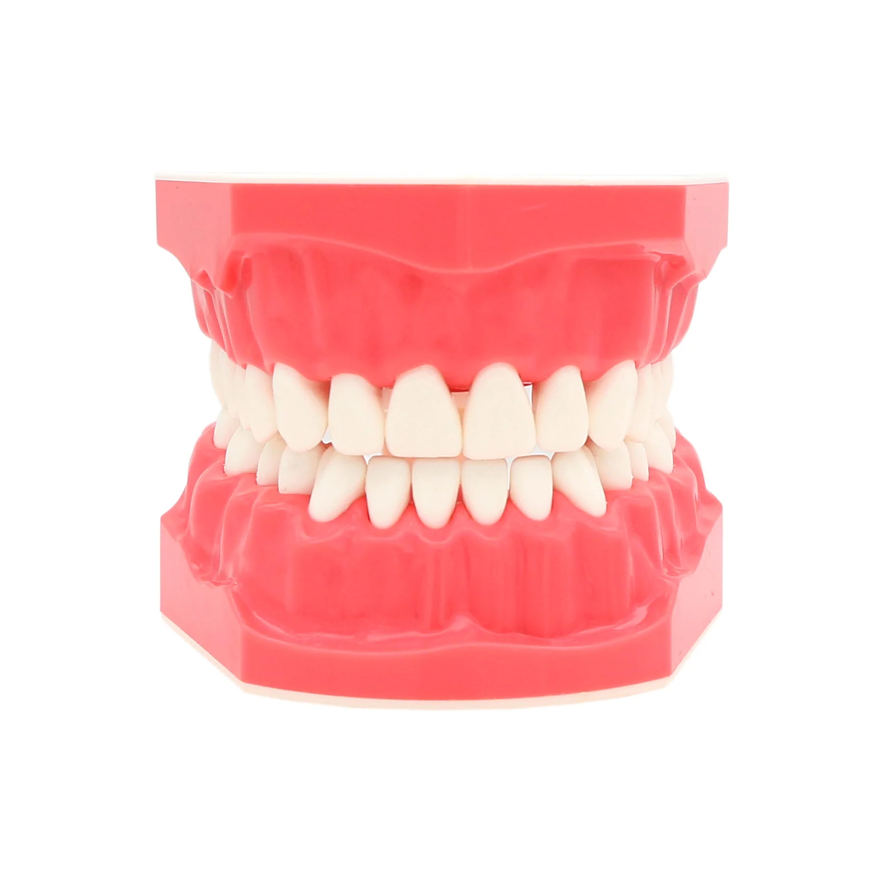 1:1 Dental Teeth Model Brushing Flossing Practice Model For Child Adult Studying Teaching