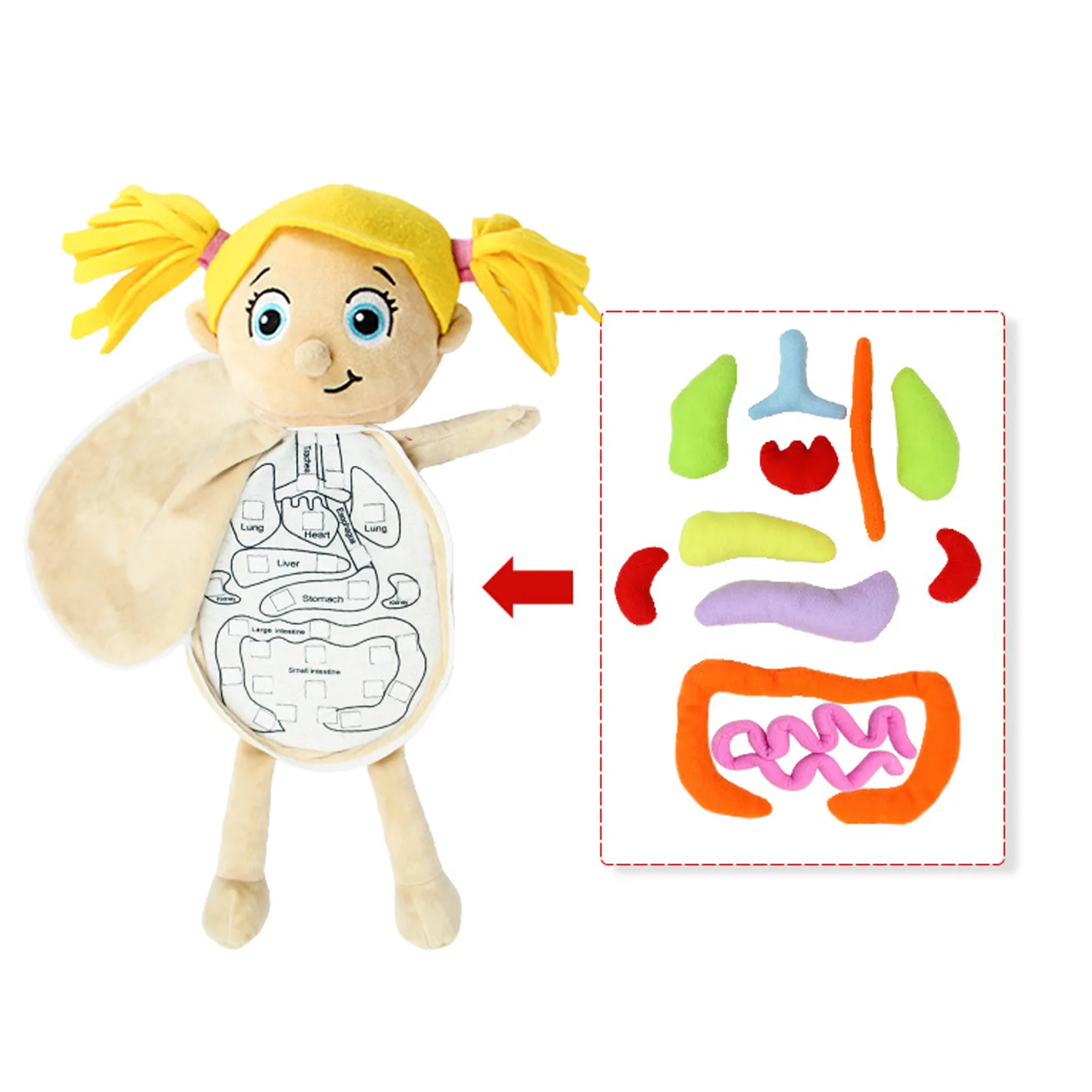

Kids Assembled Plush Body Organs Toy Human Body Anatomy Plush Doll Science Teaching Aids Tool Educational Toys For Children