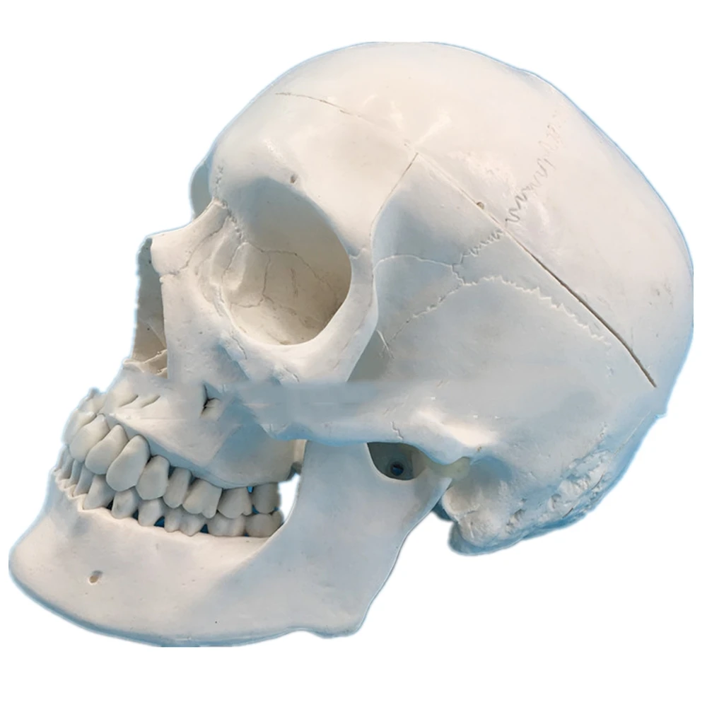 

Учебное моделирование 1:1 череп с естественной головой образцы черепа кость Анатомия моделирование черепа стандартная модель черепа