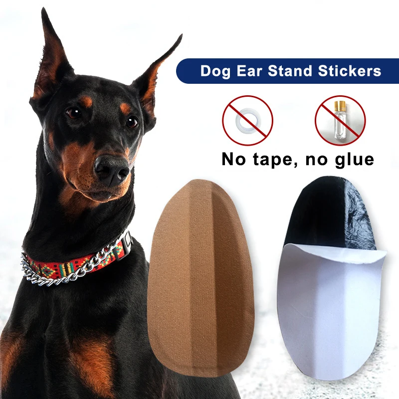 Why Do You Glue Dogs Ears