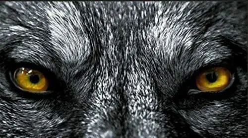 

Фотообои с изображением кошачьих глаз