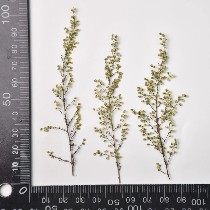 Прессованные Artemisia annua настоящие листья сухие цветы сделай сам фоторамка книги