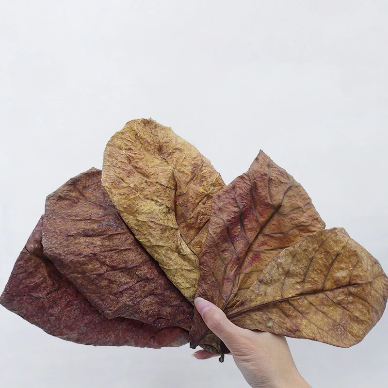 

10Pcs New Effective Natural Terminalia Olive Leaves Island Almond Leaf for Fish Cleaning Treatment Aquarium Tank Adjust PH