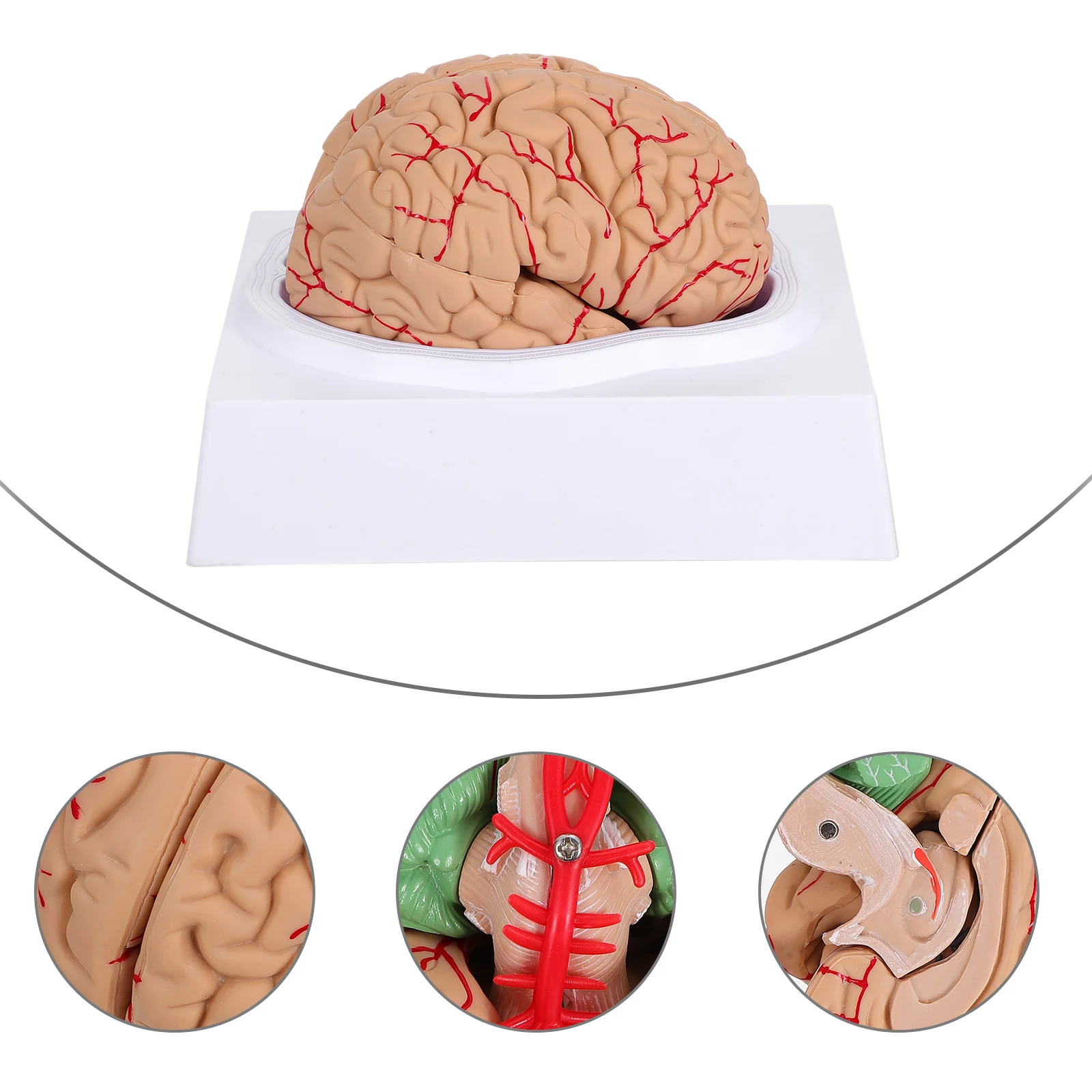 

1 Pc Human Brain Model Realistic Anatomy Model Study Display Model )