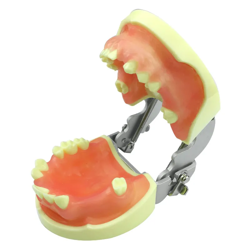 

Dentistry Practice Teeth Model for Incision and Suturing Practices Dental Implant Practice Model