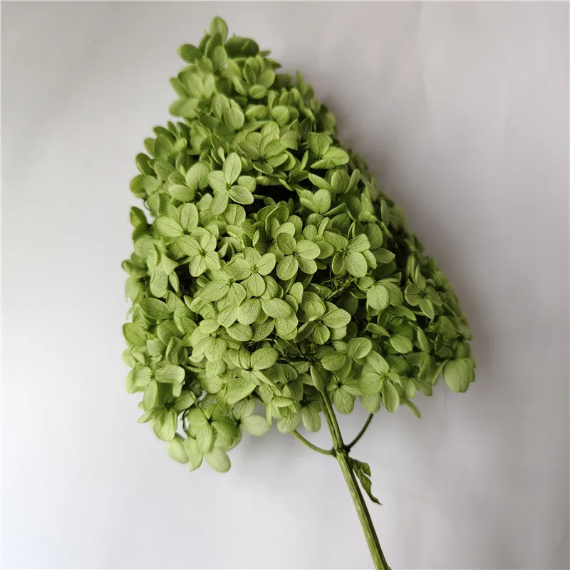 

Консервированная гортензия Анна 15-20 см