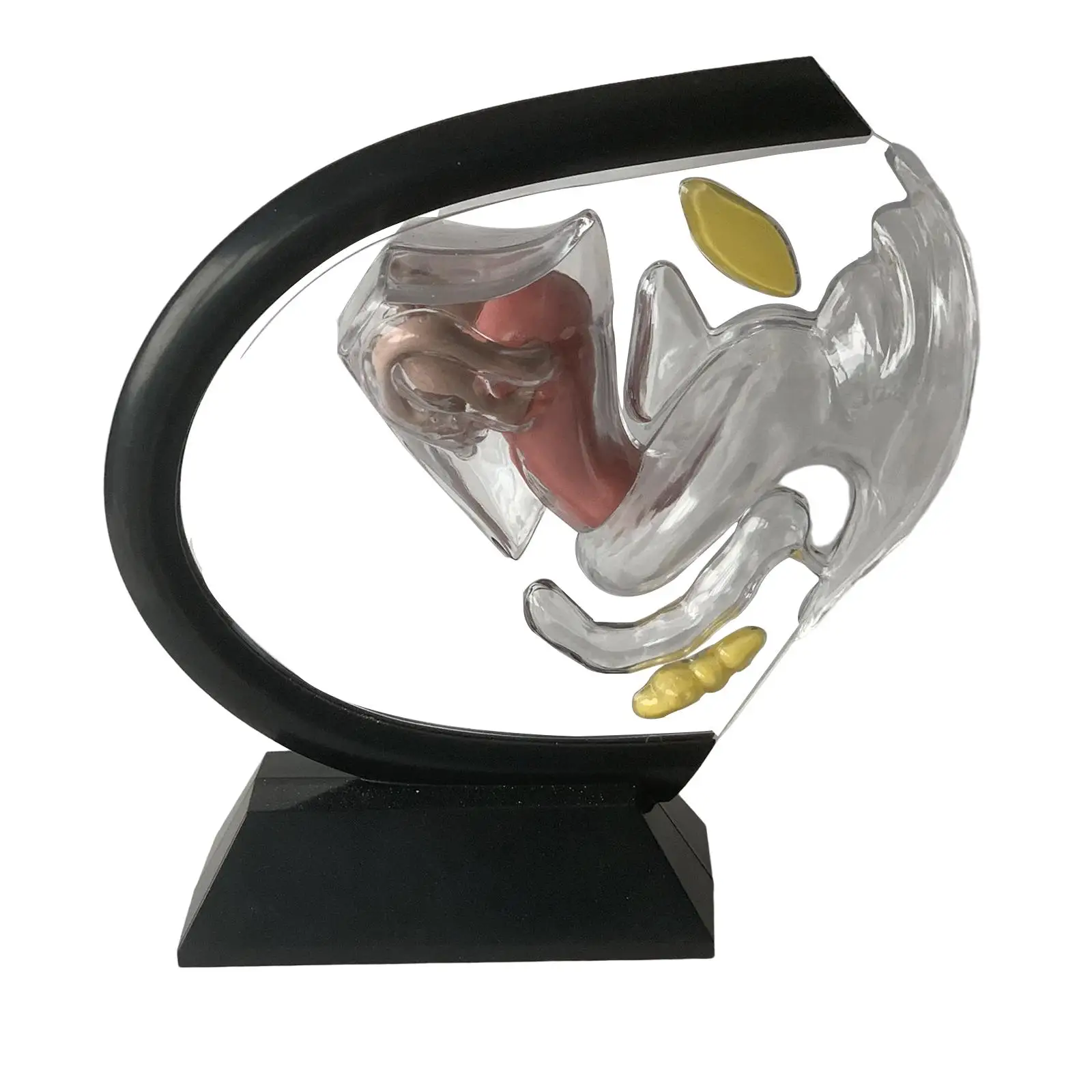 Модель матки прозрачная модель женской репродуктивной системы для обучения