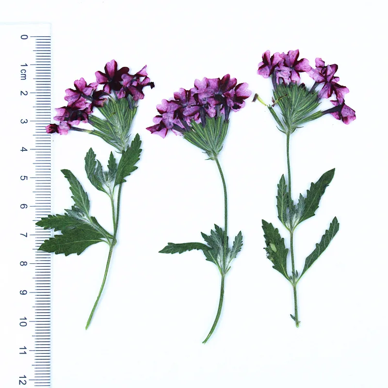 

Сухие цветы вербены NYAConfetti 12 шт.