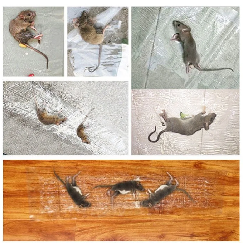 

Клейкая подстилка для мыши, клеевая ловушка для мыши, эффективная ловушка для грызунов, крыс, змей, насекомых, ловушка для вредителей, Нетокс...