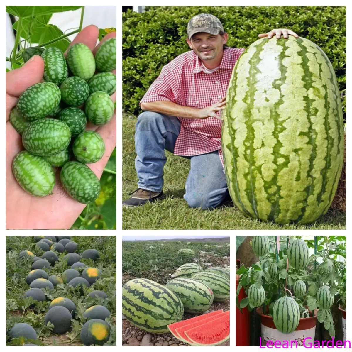 

25/80 шт., дыня