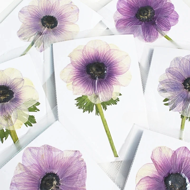 

Сухие ветки анемоны NYAConfetti