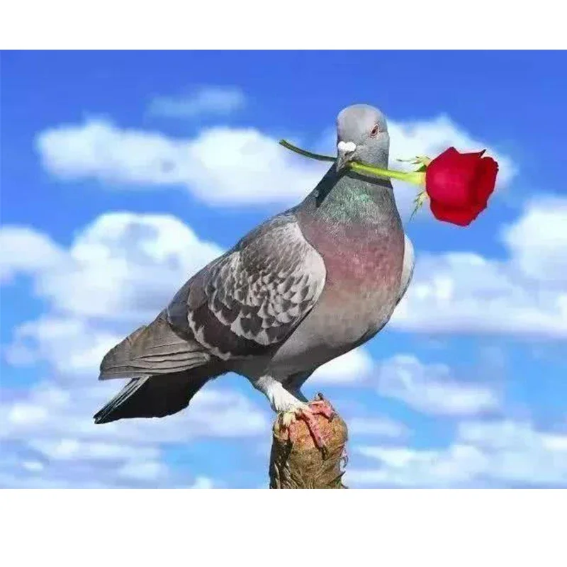 Голуби с дыхательными проблемами скоро не будут летать выделенные 100