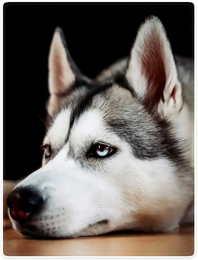 

Single double multi-person blanket Blankets Plush Sofa Bed Throw Blanket Dashed Husky Dog 50"x80"