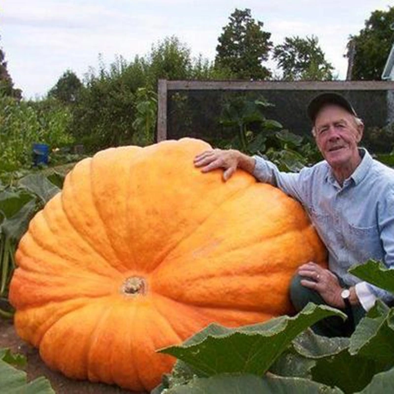 

15Pcs Giant Pumpkin Seeds Wood Bathroom Cabinet Nature Vegetables Golden Pumpkins Flowers Home Furniture J2Z-K