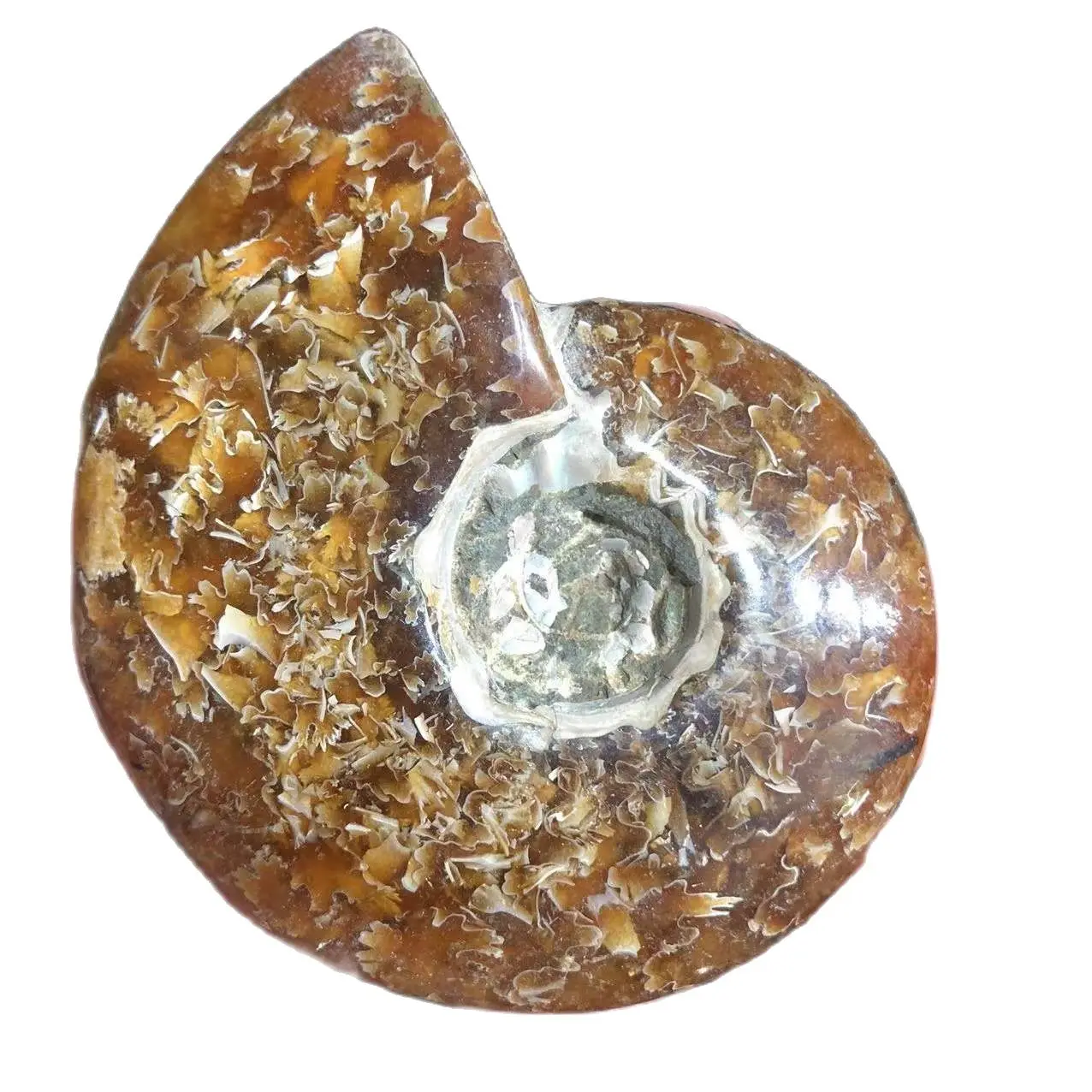 

2pcs Natural Ammonite conch shell Pieces For Home Decoration