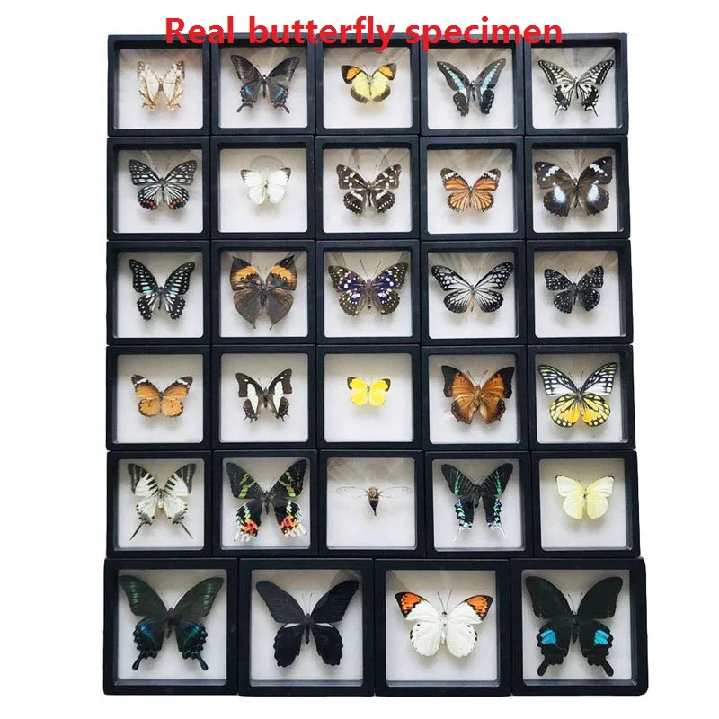 1 новый образец бабочки насекомых подарок на день рождения обучающий реквизит