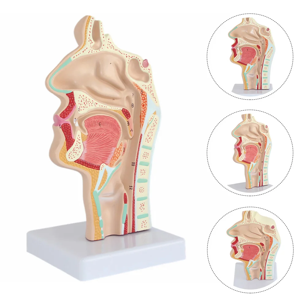 

Human Nasal Cavity Oral Nose Throat Model Larynx Pharynx With Base Mannequin Tool Doctors Office Educational Pvc Normal