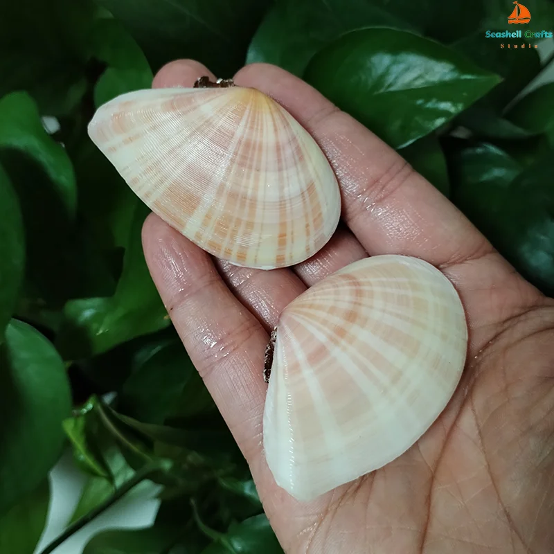 2 шт. полосатые ракушки Tellina Virgata натуральные розовые DIY живопись выпечка и пляжные