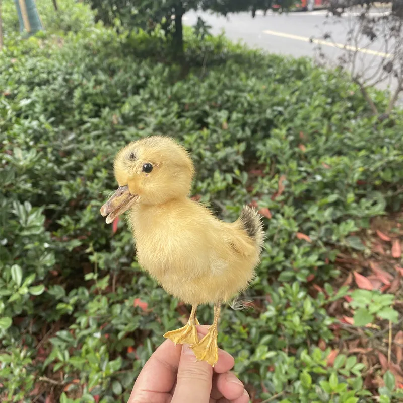 

1pcs Taxidermy stuffing Eurasian Ducks specimen Teaching / Decoration