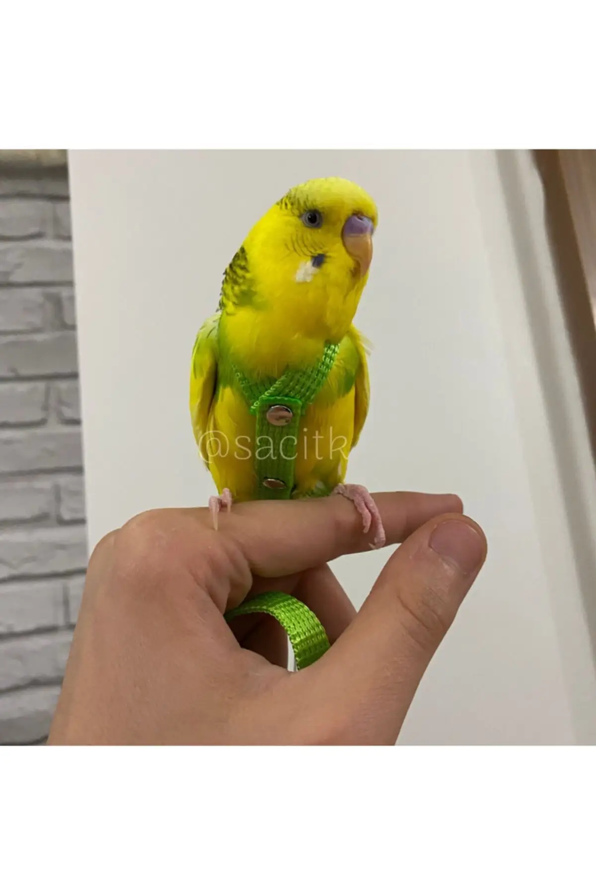 

Птицы, животные, игрушки, Budgie, поводок, загадка