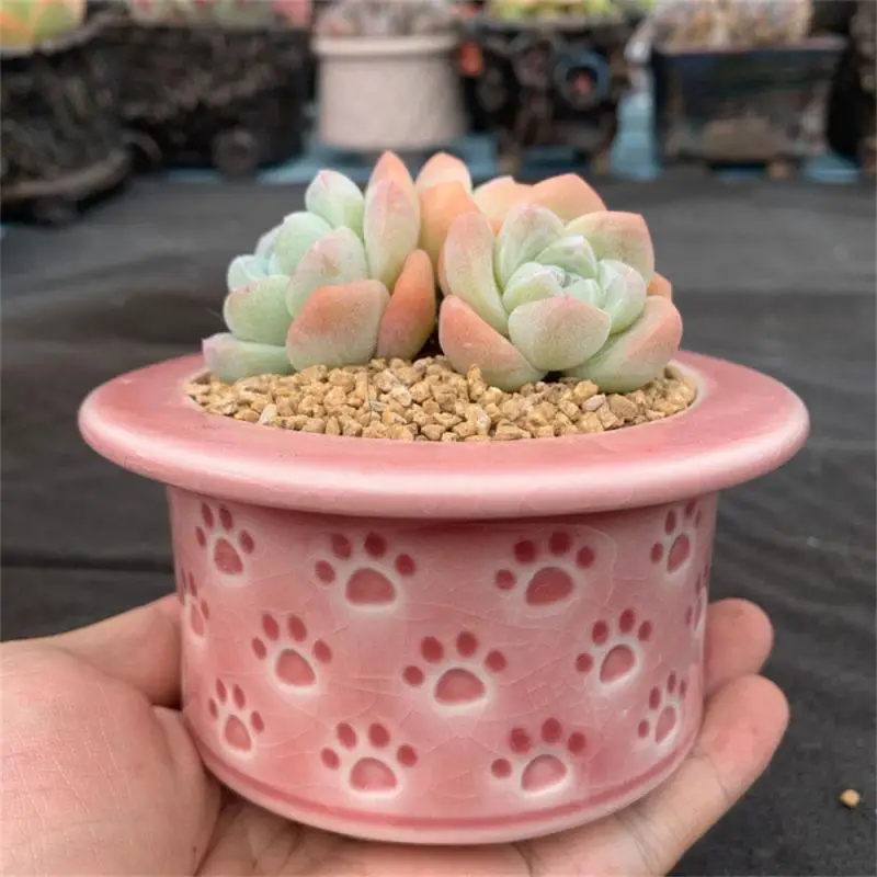 

Meat Plant Flower Pot Ceramic Cat Claw Planter Cute Creative Ice Cracking Garden Home Office Decor Breathable Hole Flower Pot