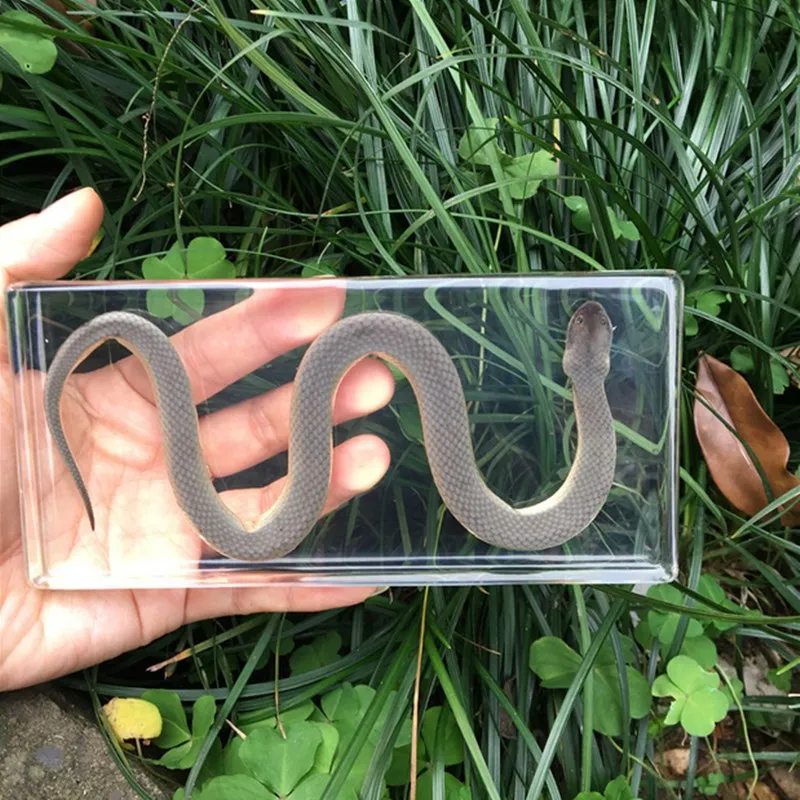 

1 шт. змеиные кости, образец рептилий, искусственный Янтарный пресс-вес, смола, искусство и ремесла, оригинальный подарок, Обучающие предметы