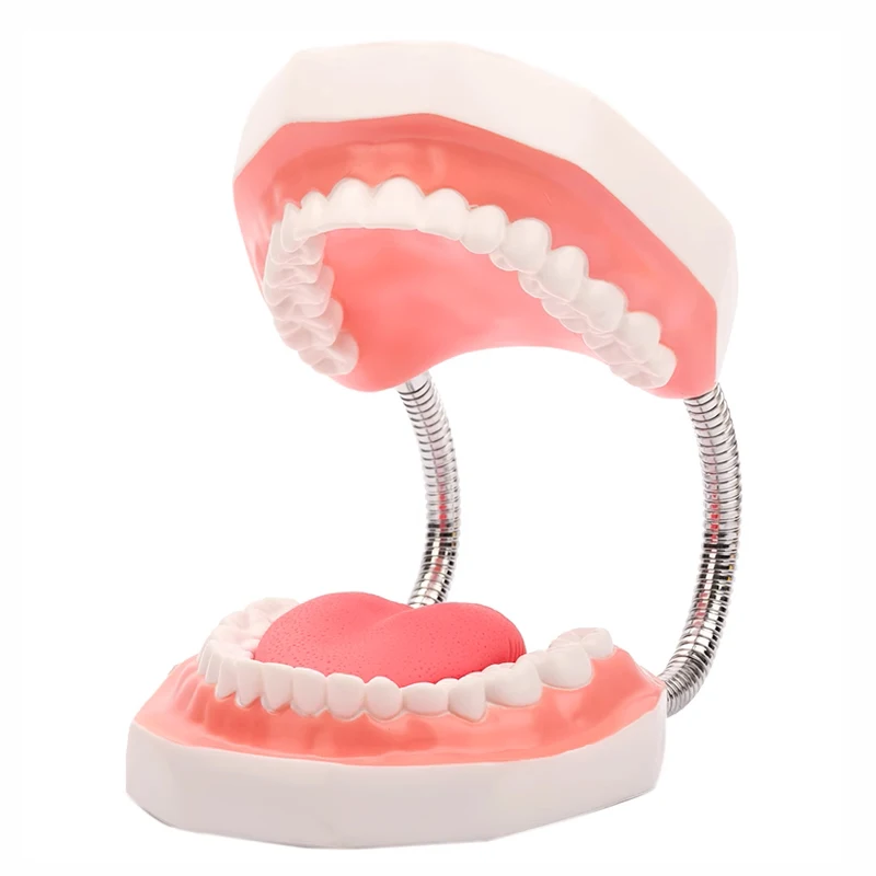 Зубная обучающая модель увеличенная в 6 раз стандартного размера