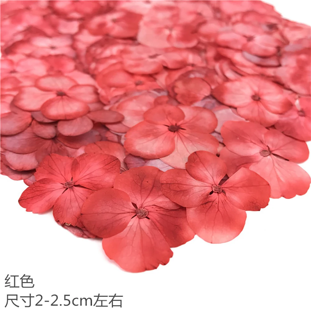 Гортензия цвет в ассортименте