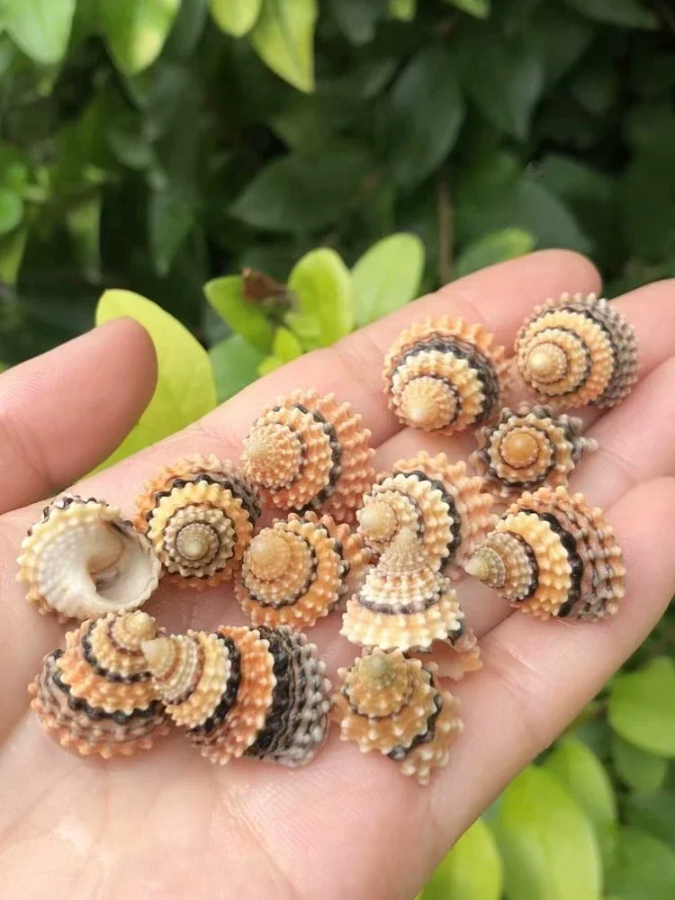 Раковина Золотая пагода нефрит проса улитка аквариум ландшафтный маленький краб