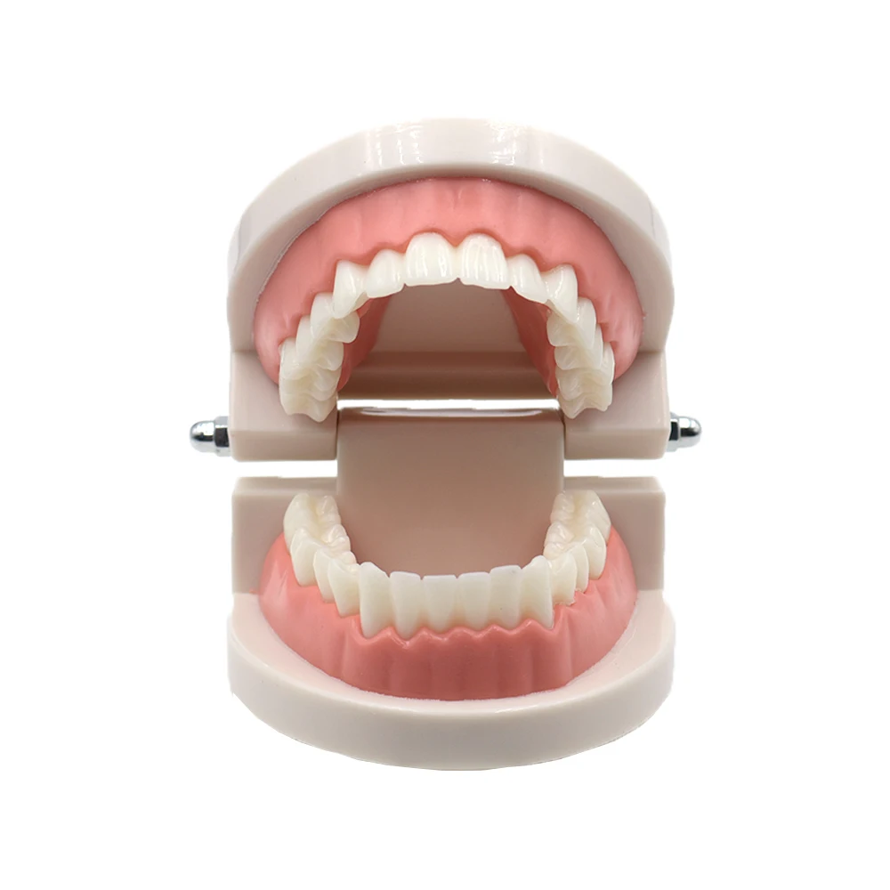 

Dental Typodont Tooth Model Standard Teaching Demonstration Adult