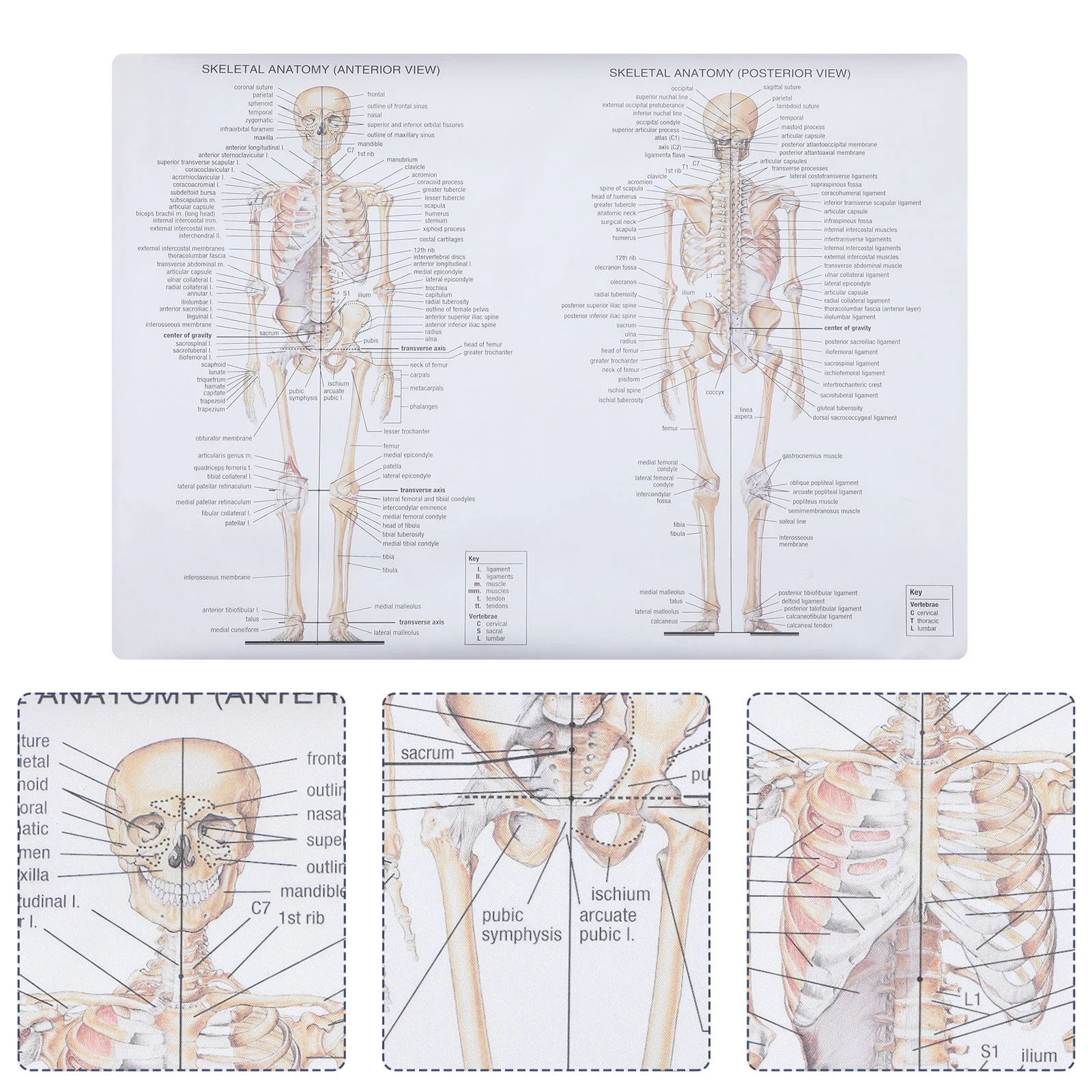 

1pc Human Dissection Poster Science Anatomy Poster Musculoskeletal Picture