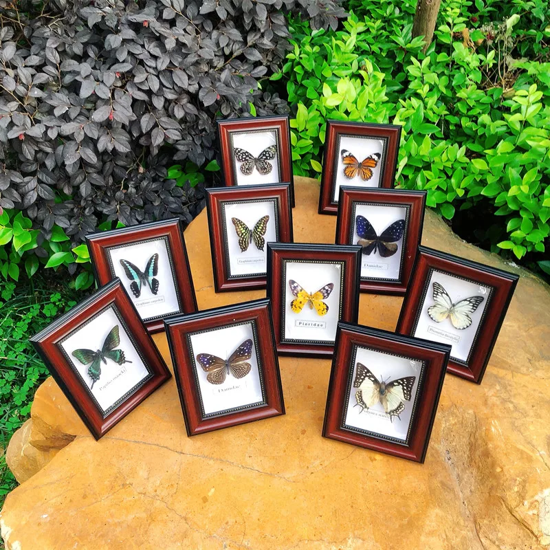 

Beautiful Butterfly Specimen Educational Material Collection/Butterfly Specimen Photo Frame Artwork Decoration Home Decoration