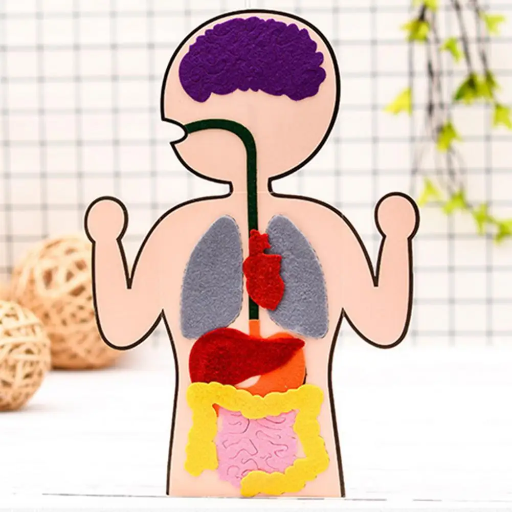 

DIY Wear-resistant Anatomy Internal Organs Sewing Craft Kit for Children