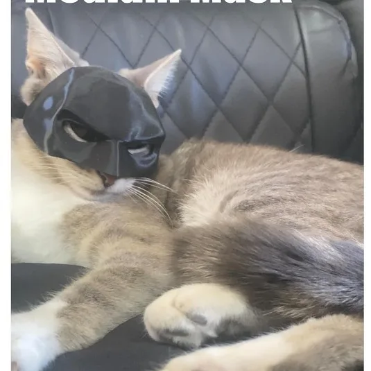 Новинка 2024 маска летучая мышь кошка Мстителей для кошек игрушки домашних