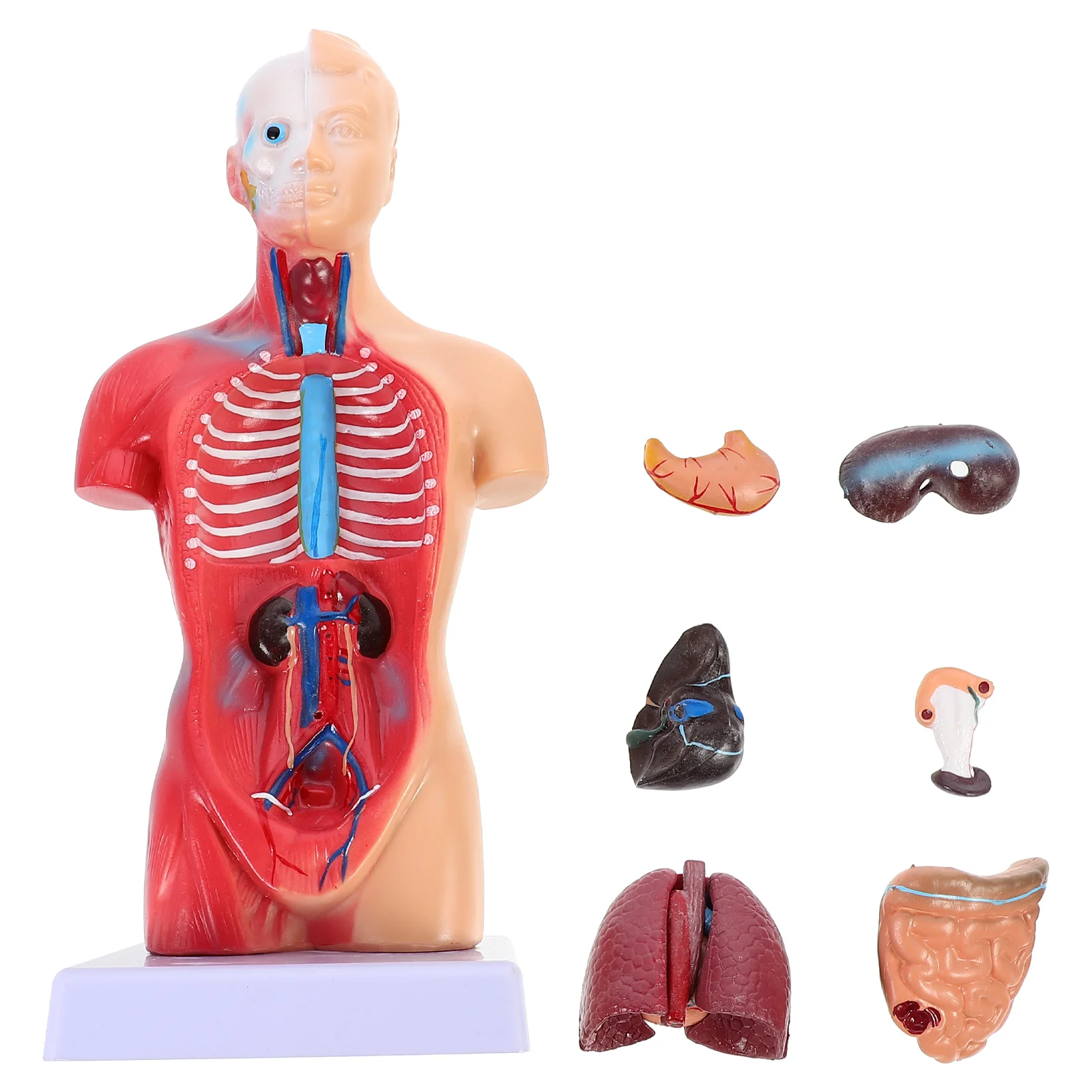 

Model Body Anatomy Human Torso Anatomical Parts Educational Models Teaching Scientific Heart Kids Supplies Science Biology
