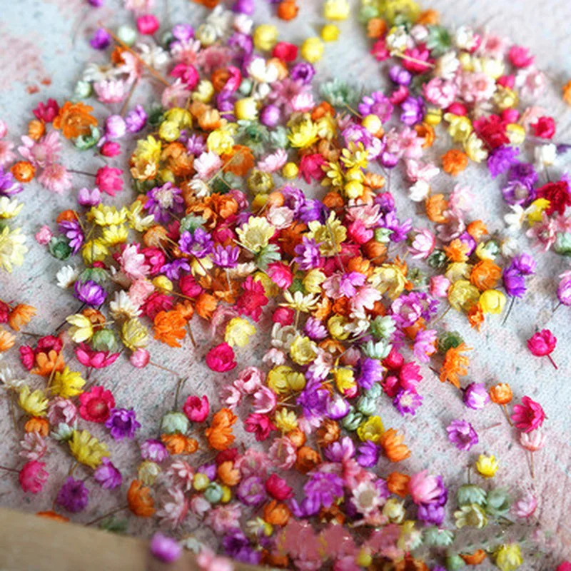 140Pcs Real Dried Flowers Brazilian Star Flower DIY Art Craft Epoxy Resin Candle Making Jewelry Dried Flowers Wholesale