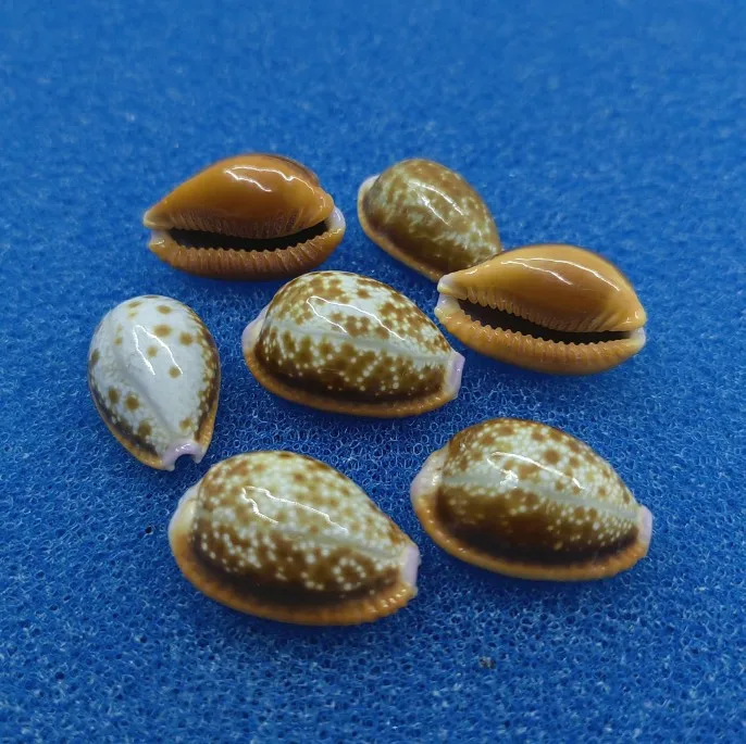 Карта Cowrie ракушки Подлинная полированная карта ракушка Улитка образцы