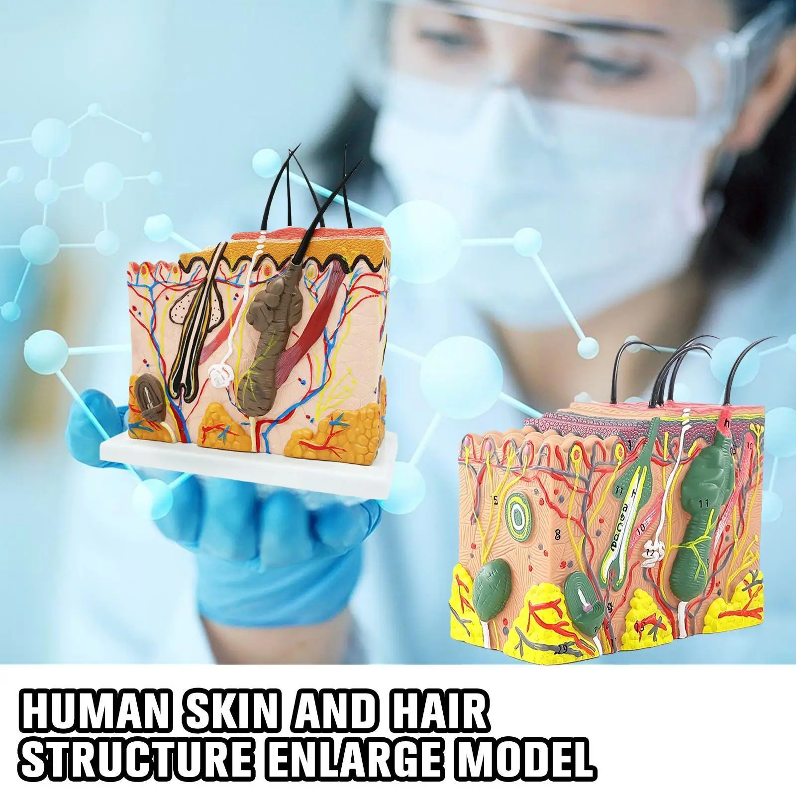 

Human Skin And Hair Structure Enlarge Model Skin Layer Skin Model Structure Model Practice Cosmetic Structure Training Anat S4u2