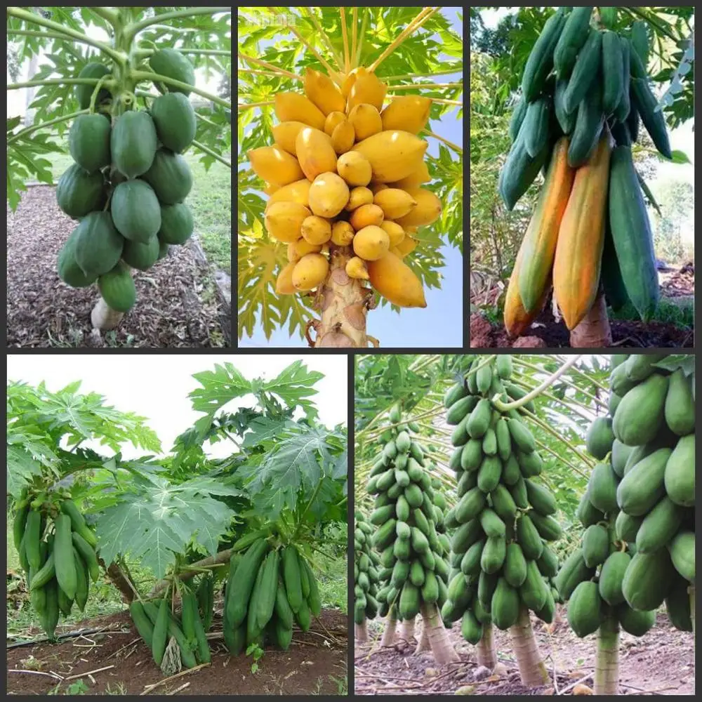 

20PCS " Papaya " - Semillas