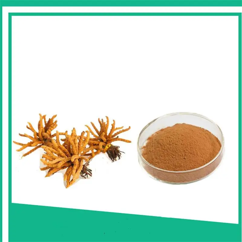 

1000g Cordyceps sinensis extract powder Cordyceps polysaccharide 10%