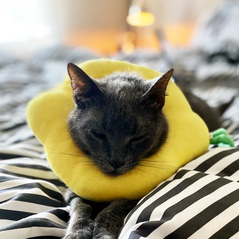 

Elizabeth Ring Pet Cat Collar Cute Cotton Filled Cat Avocado Dog Collar Sterilization Anti Licking Ring