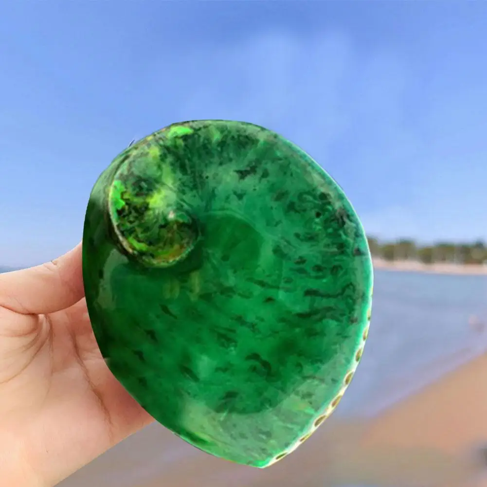 

13-15cm Green Abalone Shell Natural Seashell Aquarium Landscaping Beach Wedding Decor Nautical Home Decor