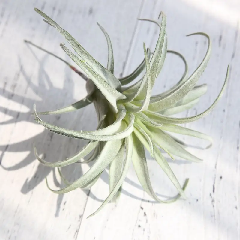 

Chive Air Plants Faux Artificial Fake for Indoor Outdoor Garden and Home Decor Terrarium Decorations, Arrangements SF48401