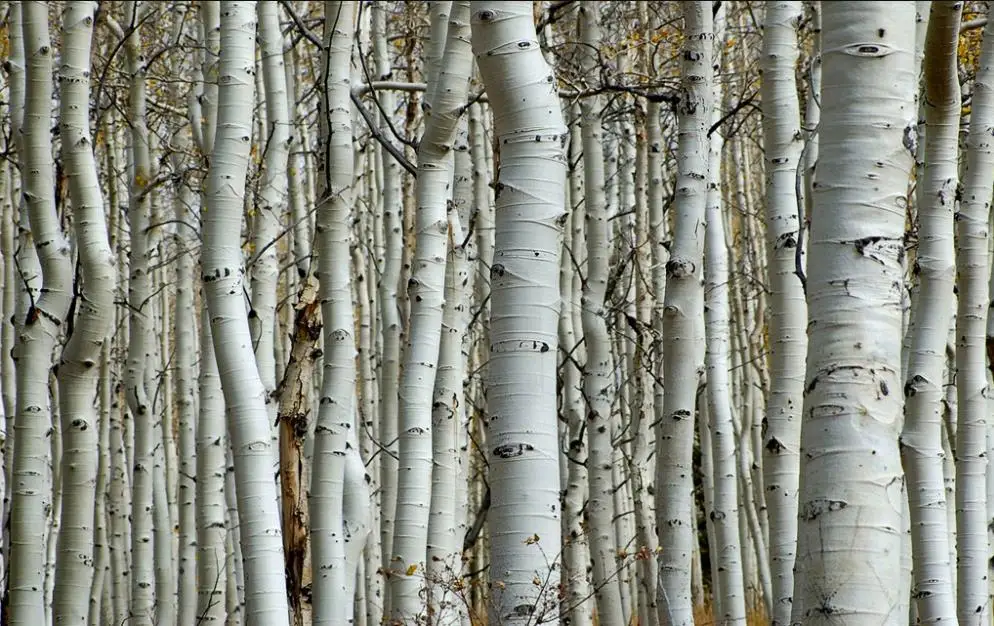 3D занавеска с принтом блокировка полиэстер китайское солнце фото шторы ткань для