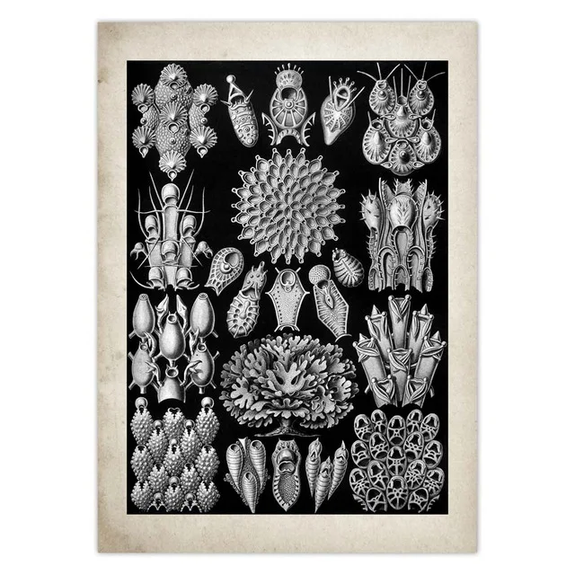 

Ocean Jellyfish Seaweed - shawl fluffy soft blanket throw a blanket Marimekko picnic blanket bedspread on the bed kawaii blanket