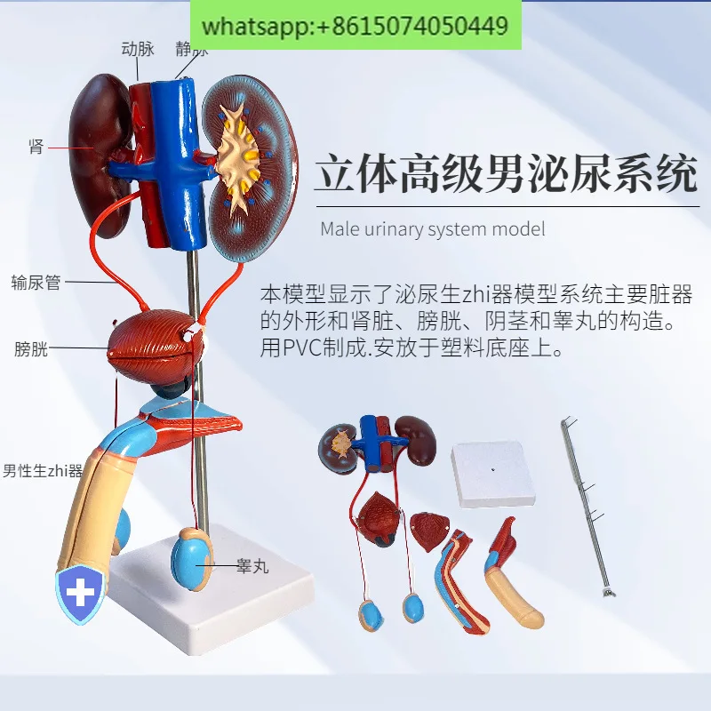 Стереоскопическое обучение моделям мочевой и репродуктивной системы