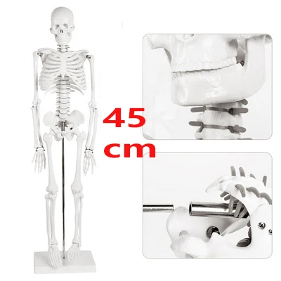 

Анатомическая модель скелета 45 см