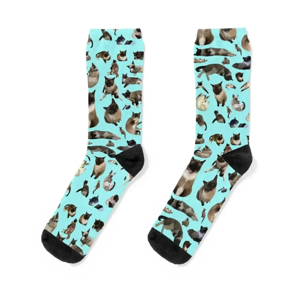 Мохито сиамский кот Множество фотографий Великой Мои! Носки движущиеся чулки