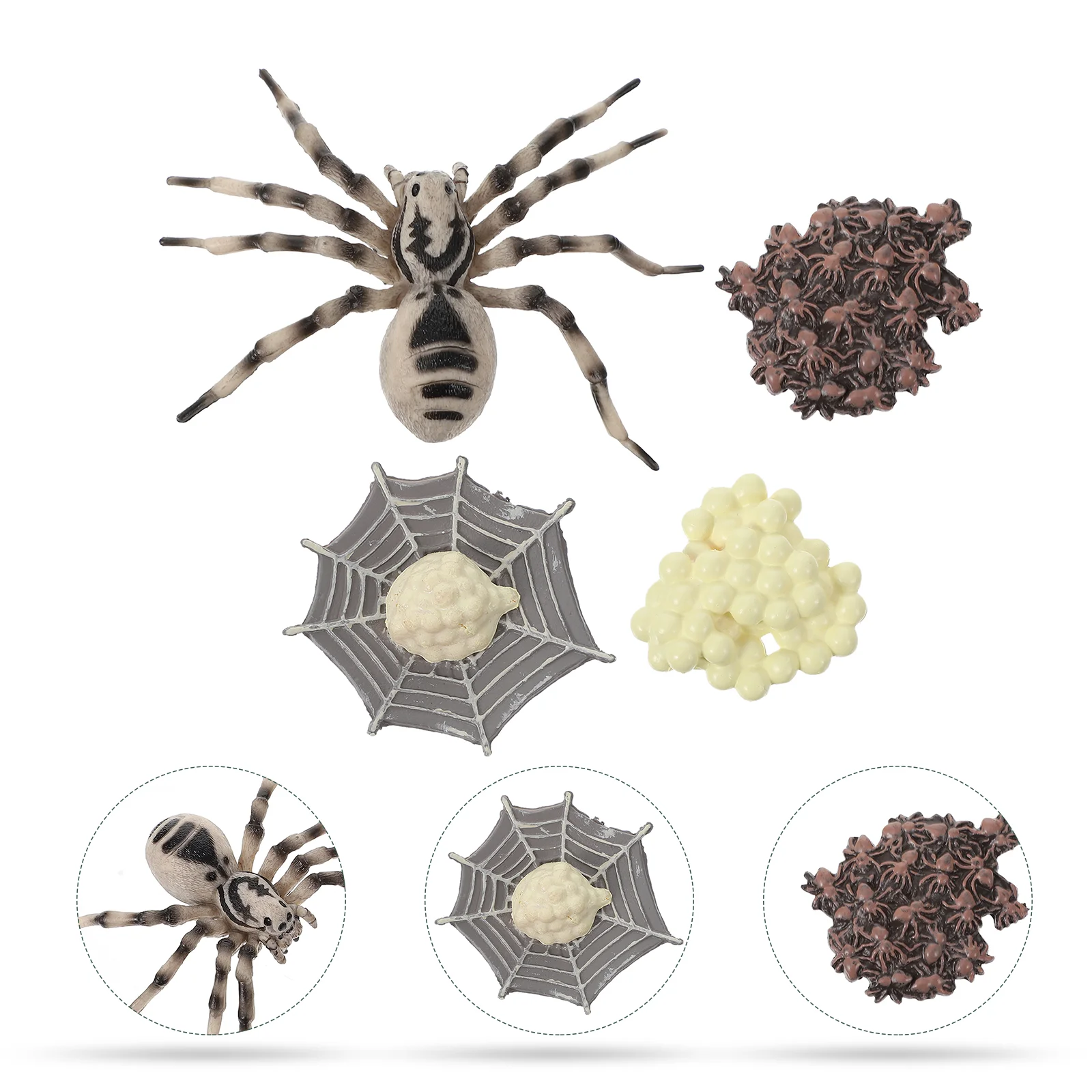 

Игрушка для малышей, модель тарантула, пазл, игрушки, модель тарантула, игрушка-лягушка, украшения жизненного цикла, Когнитивная модель, жиз...